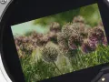 Zbliżenie na obiektyw aparatu z widokiem na kwiaty cebuli, z pikselami widocznymi na zdjęciu.